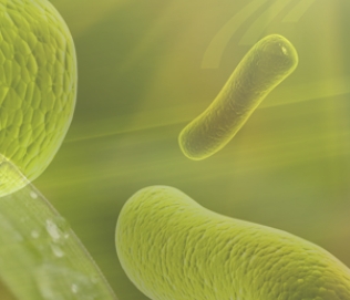 Archaea microorganisms
