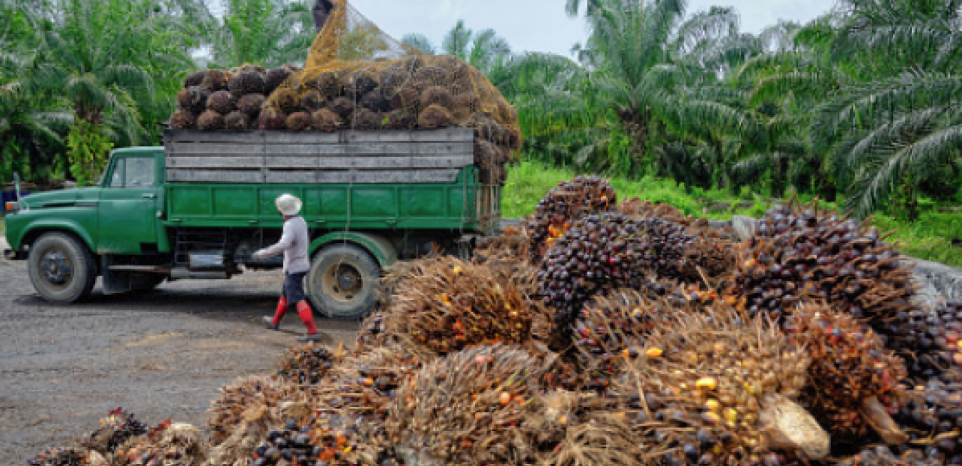 Palm oil producers in Malaysia